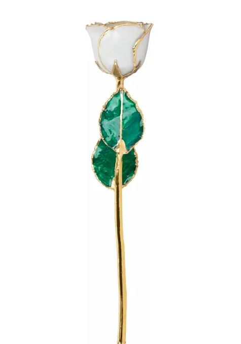 June Pearl Colored Rose with 24K Gold Trim